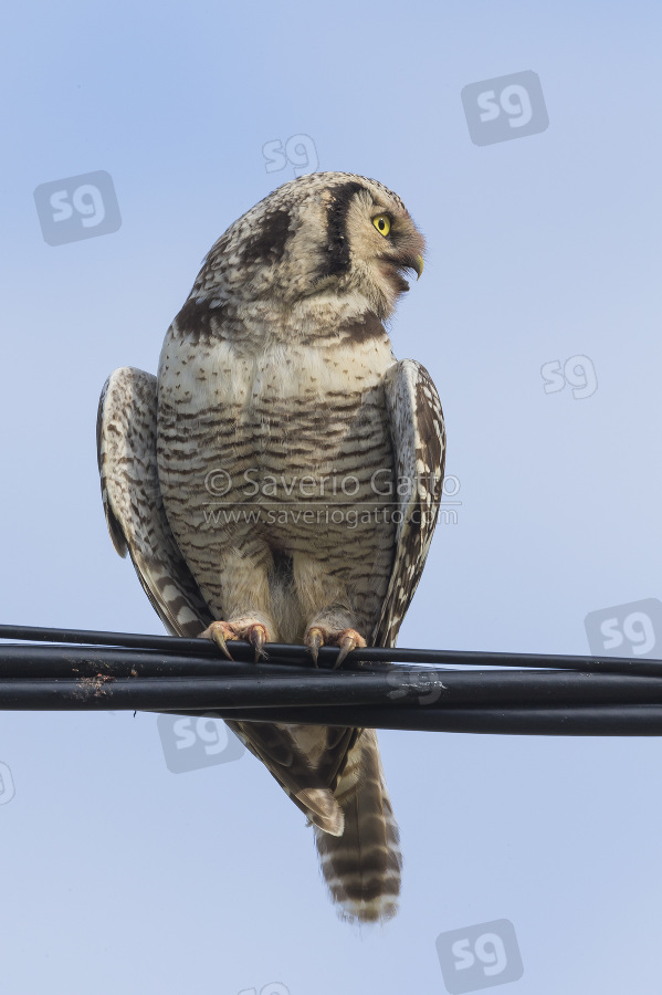 Northern Hawk-Owl, adult perched on a wire